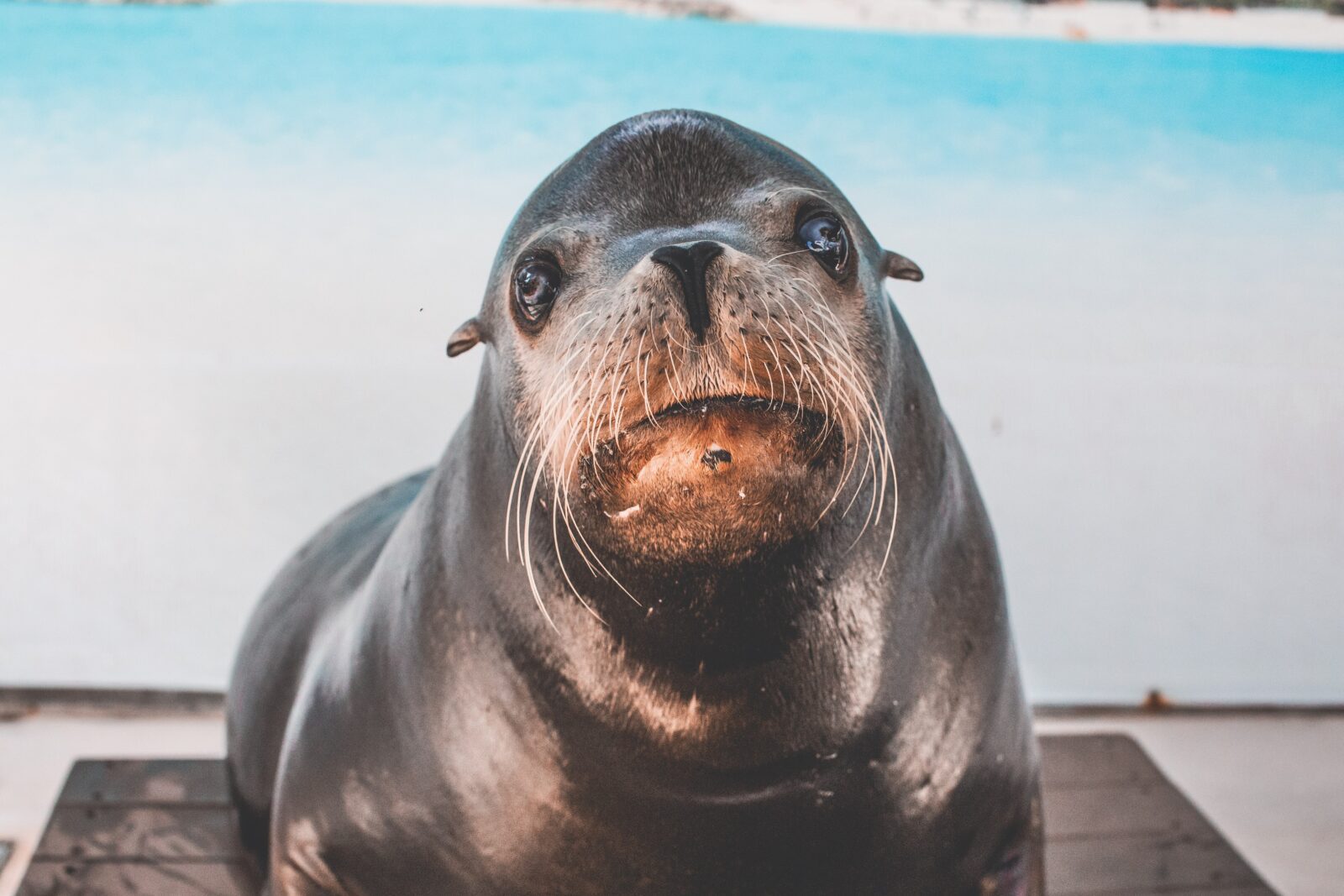 The World of Fisherman's Wharf Sea Lions • Eagle Cafe