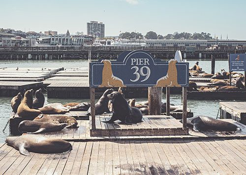 The famous sea lions on Fisherman’s Wharf’s Pier 39