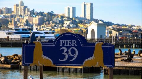 Sea lions basking on docks near PIER 39 sign with San Francisco skyline in the background