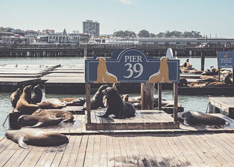 Sea lions resting on floating wooden pallets around the PIER 39 sign in San Francisco